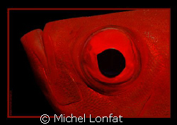 The big eye of the red fish of the Red Sea :O) by Michel Lonfat 